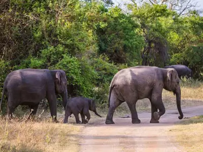 Trajet à moto de Trincomalee à Wasgamuwa, en traversant des paysages sauvages et en découvrant la faune du parc national de Wasgamuwa, pour une immersion dans la nature.