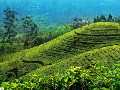 Voyage à moto des montagnes des Knuckles à Nuwara Eliya, avec des arrêts dans des plantations de thé luxuriantes et la découverte du climat frais de cette station de montagne.