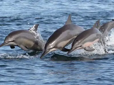 Détente à Kalpitiya : Profitez des plages immaculées et de l'observation des dauphins. Une conclusion parfaite pour votre circuit moto de luxe au Sri Lanka.