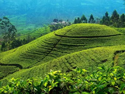 Charme de Nuwara Eliya : Découvrez l'élégance coloniale et les vastes plantations de thé lors de votre aventure en Royal Enfield. Un moment fort de votre road trip de luxe à travers les hautes terres du Sri Lanka.