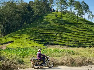 Aventure à moto de Kumily à Munnar - Admirez les plantations de thé et les vues panoramiques en Royal Enfield.