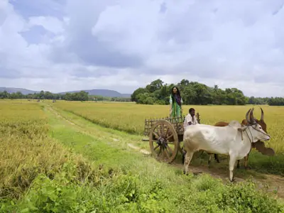 Voyage à moto de Kodaikanal à Palakkad - Explorez les paysages variés du Kerala en Royal Enfield.