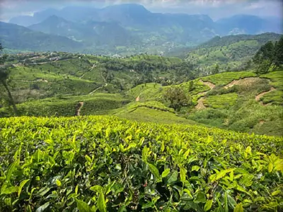 Aventure à moto de Palakkad à Ooty - Découvrez les collines du Nilgiri en Royal Enfield.