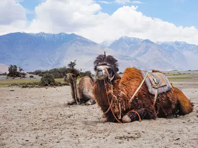 Expérience luxueuse à moto Royal Enfield de Leh à Hunder, où le désert fascinant de la vallée de Nubra rencontre des vues majestueuses et un confort suprême.