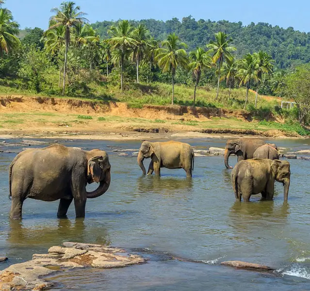 Voyage à moto Royal Enfield à travers le Sri Lanka, alliant élégance et charme avec des paysagespittoresques et des découvertesculturellesenrichissantes